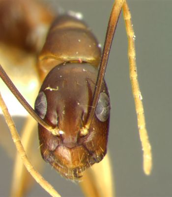 Media type: image; Entomology 26112   Aspect: head frontal view